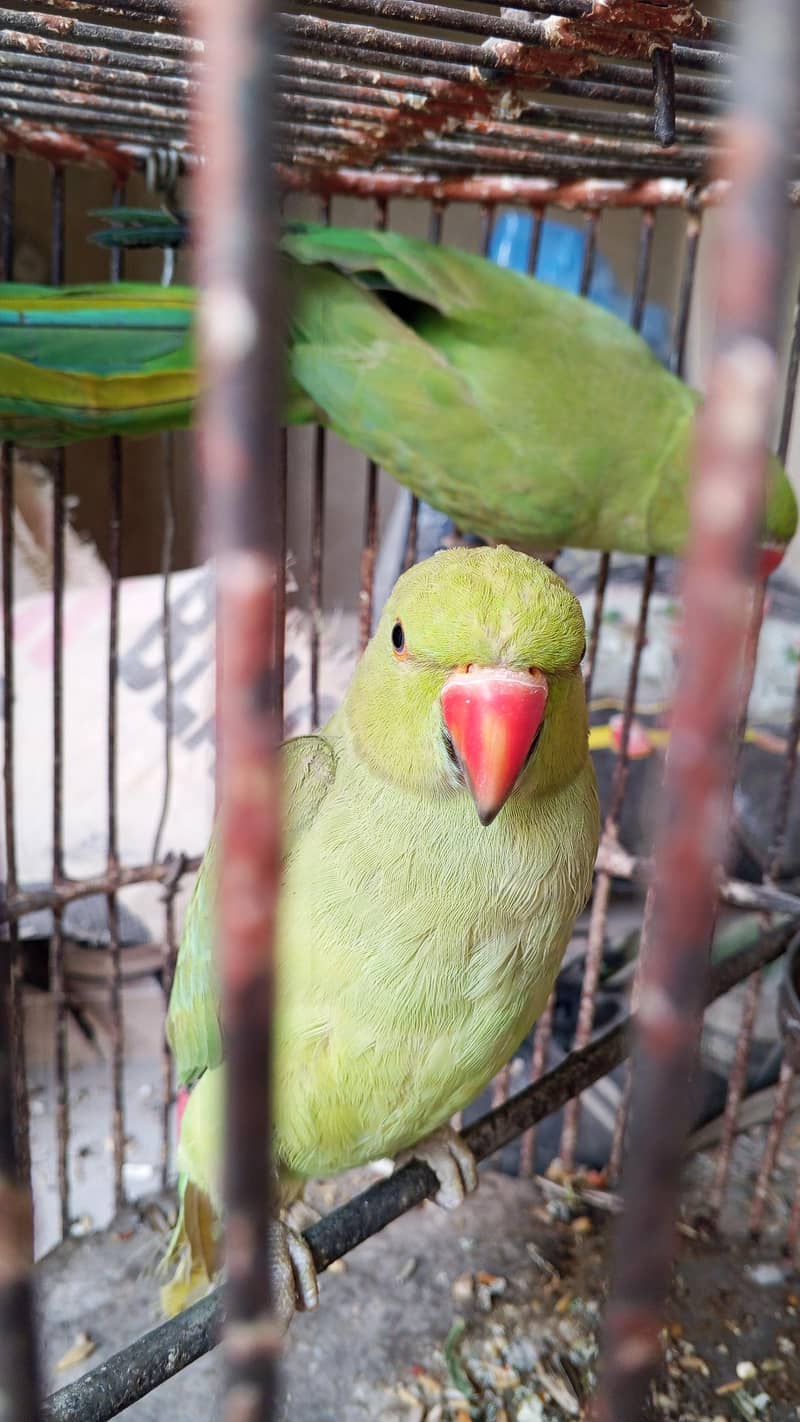 Green ringneck 2
