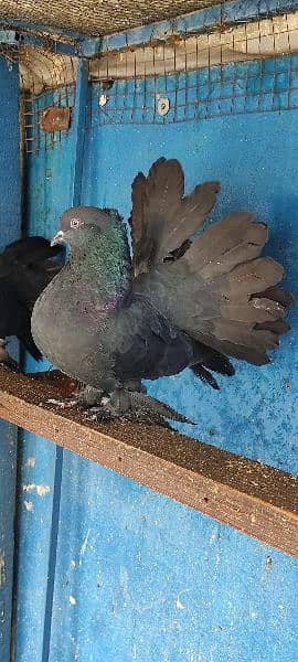 Singaporean black laka  kabooter pigeon / fancy kabooter