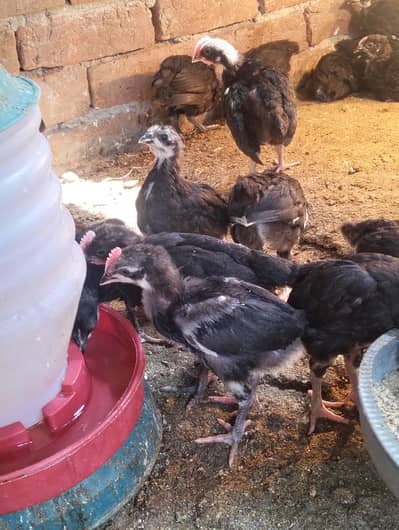 Black Australorp chicks for sale WhatsApp number 03167341133