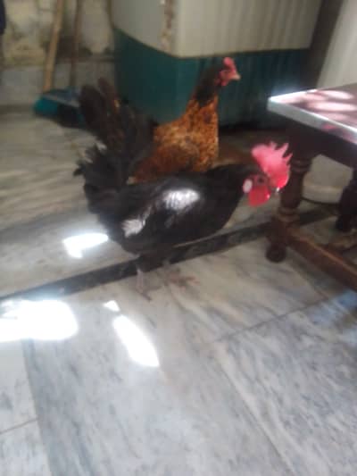 all ok hai haldi hai murgi anda dati hai or murga b sax krta hai