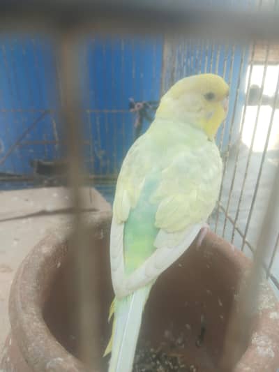 Dilute Parrot austrlian