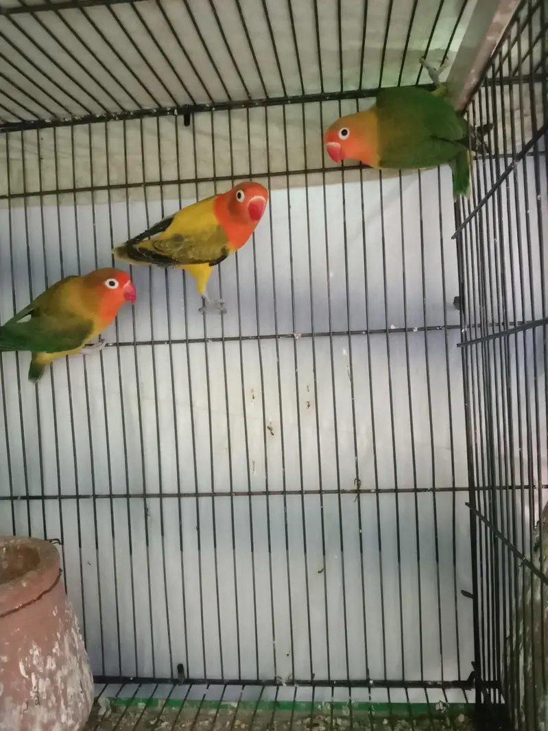 Love birds
