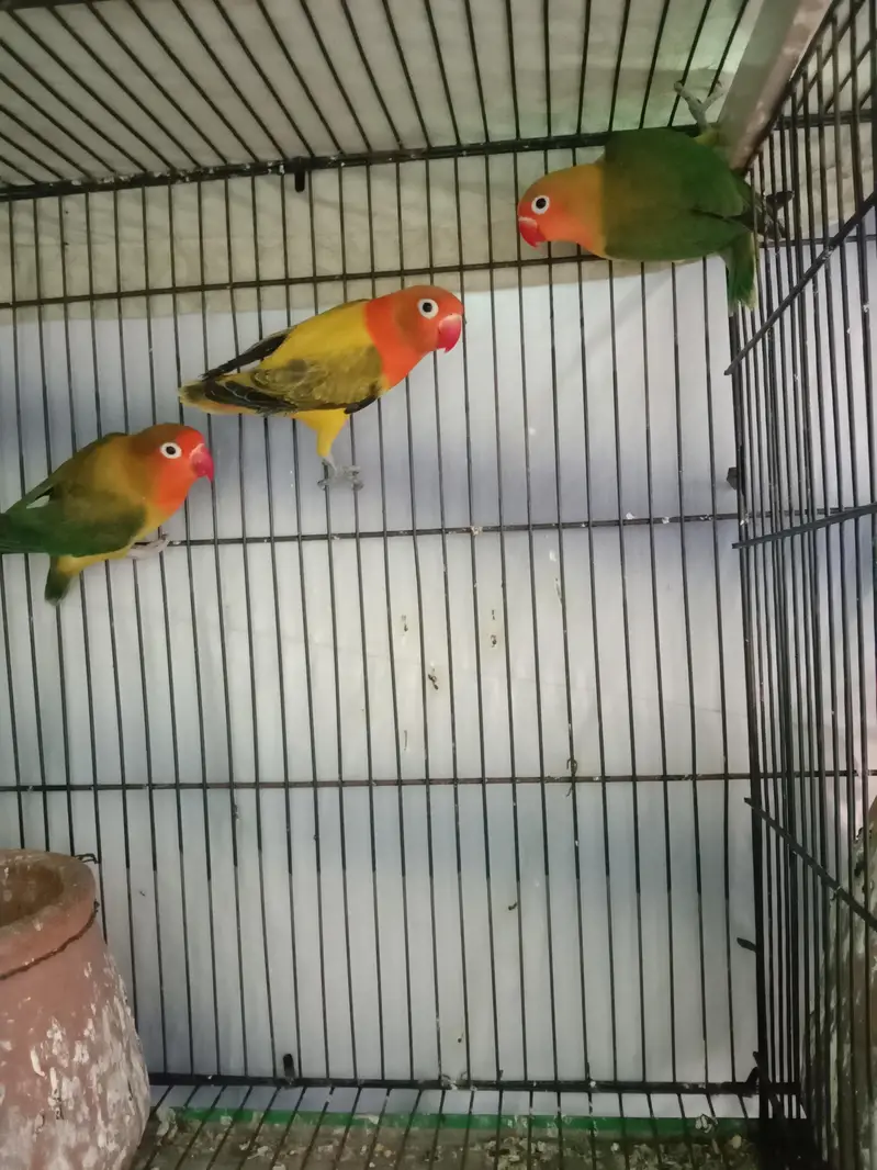 Love birds — photo 2