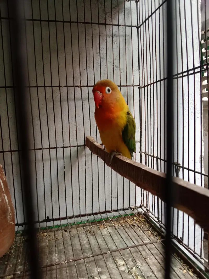 Love birds — photo 3