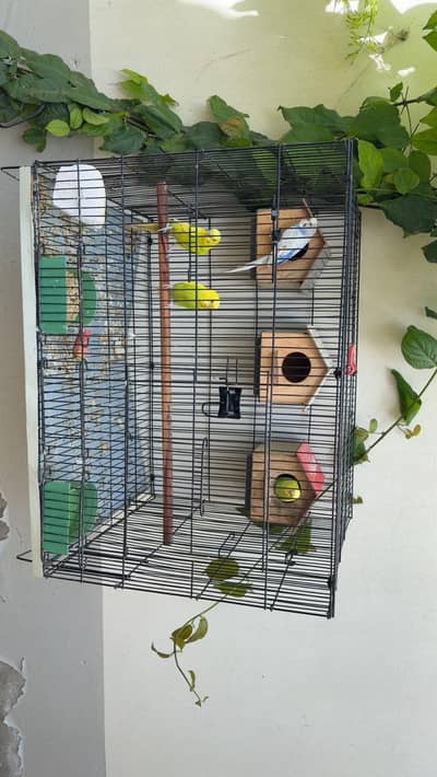 birds folding cage