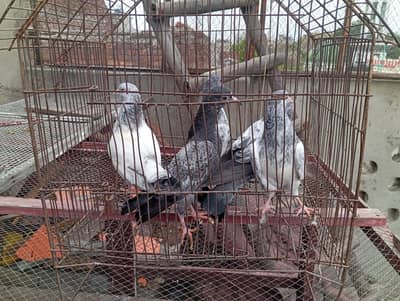 teddy or golden baby