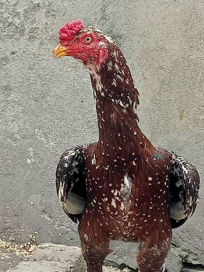 pure aseel shankara full active healthy