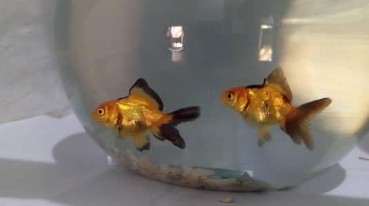 gold fish with equriam  03188754050 WhatsApp 03097438749