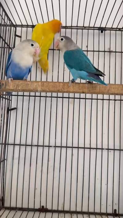 3 love birds. one pair and a male