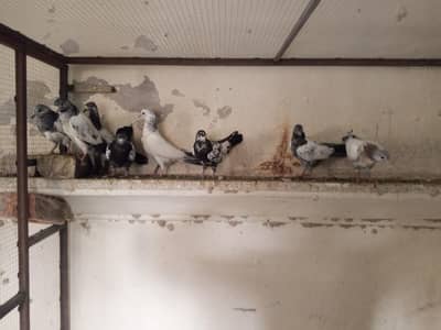 highly flying peogion bachy for sail