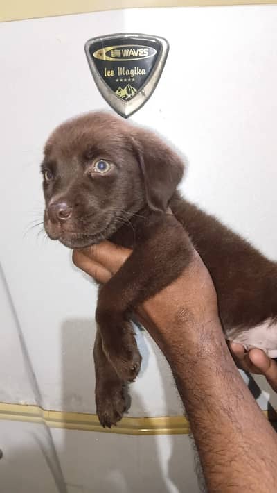Chocolate Labrador Puppy | Labra | Dog puppy For sale