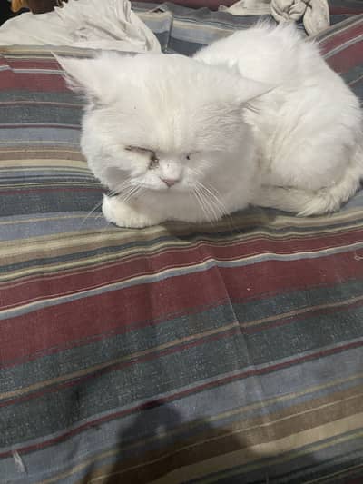 Well trained white Persian cat , beautiful and gentle with family