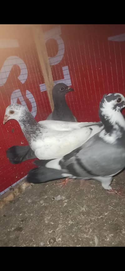 ایک ریسر نر 4عدد زیرو سے دوکلی کے پٹھے