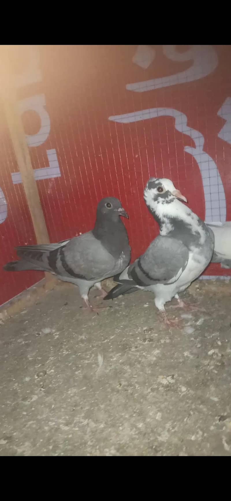 ایک ریسر نر 4عدد زیرو سے دوکلی کے پٹھے 1