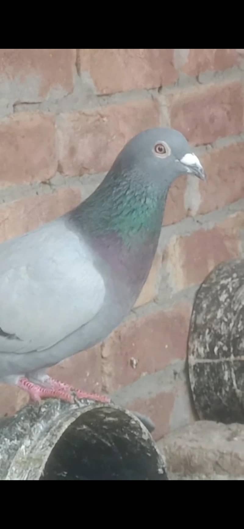 ایک ریسر نر 4عدد زیرو سے دوکلی کے پٹھے 2