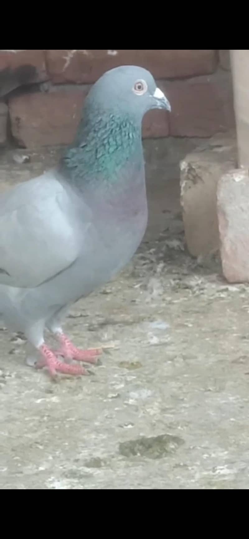 ایک ریسر نر 4عدد زیرو سے دوکلی کے پٹھے 3