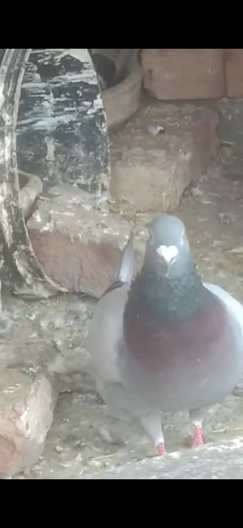 ایک ریسر نر 4عدد زیرو سے دوکلی کے پٹھے 4