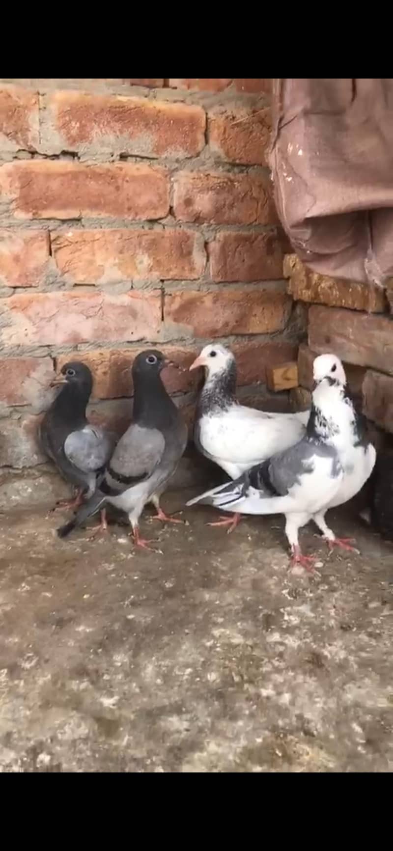 ایک ریسر نر 4عدد زیرو سے دوکلی کے پٹھے 5