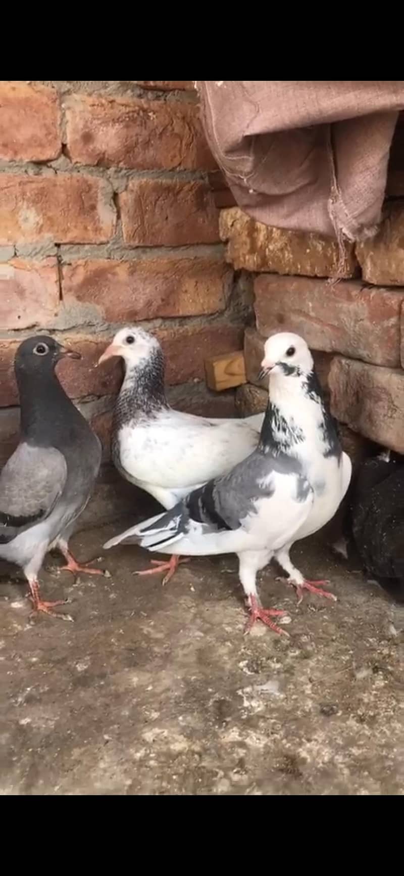 ایک ریسر نر 4عدد زیرو سے دوکلی کے پٹھے 6