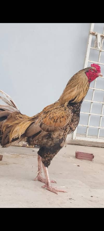 Healthy and active Aseel male