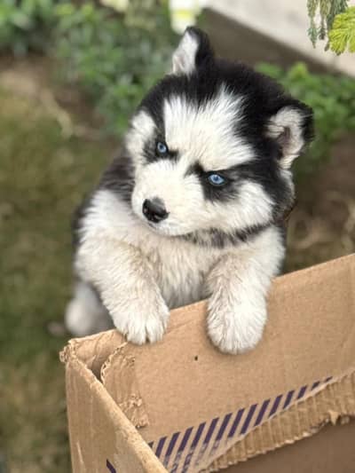 100% pure Blue Eyes Siberian Husky puppies