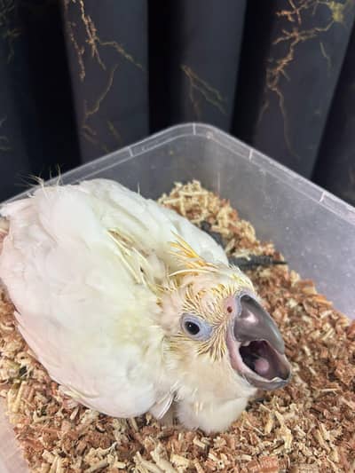 Lesser sulphur cokatto