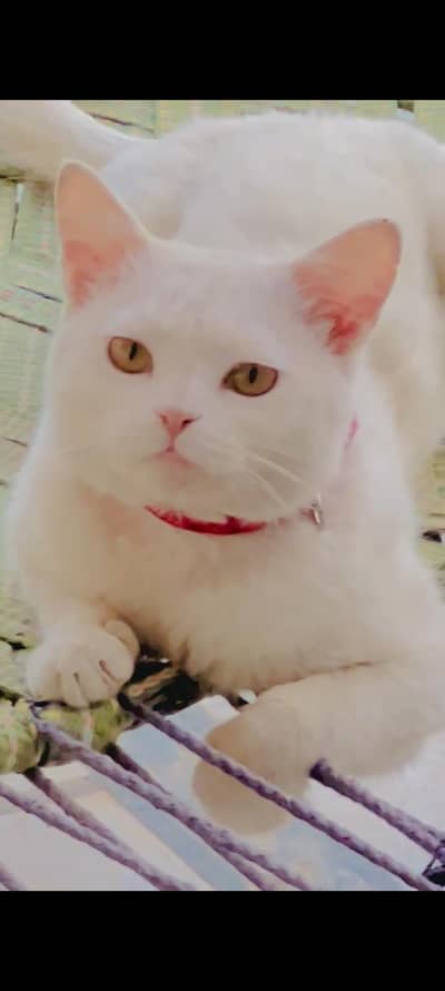 beautiful white cat for sale/adoption