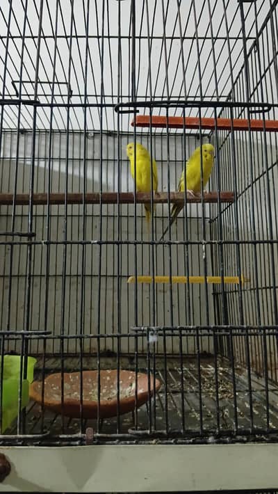 Australian breeder fair for sale red eyes fellow and black eyes