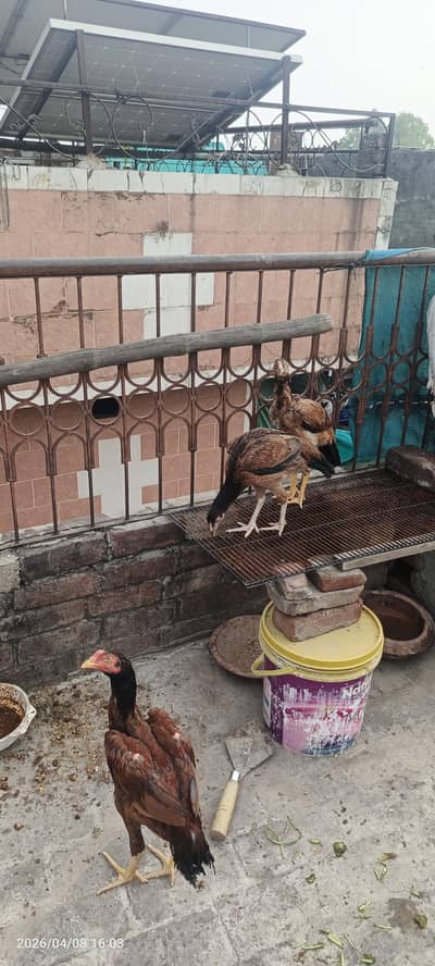 iwant  sell my aseel  male and 2 female