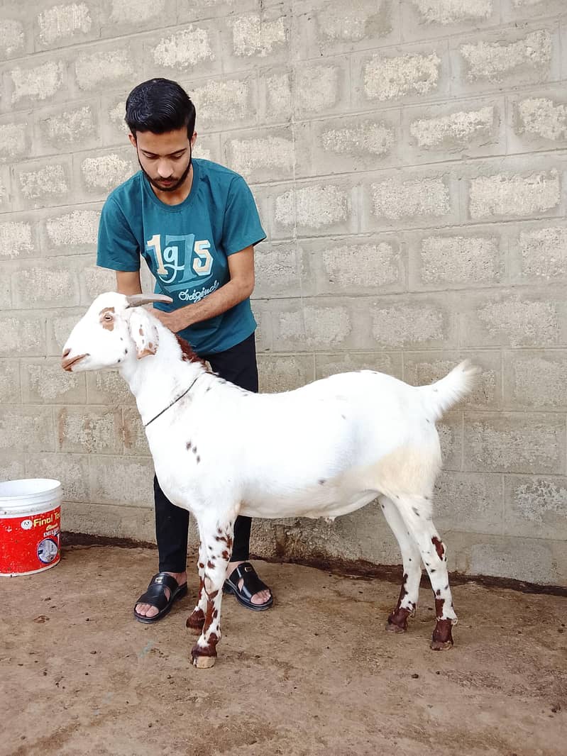 taapra bakra 1