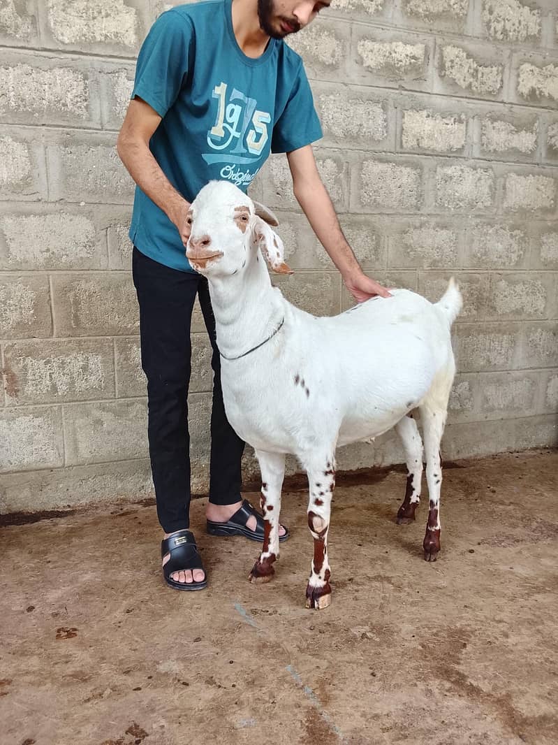 taapra bakra 6