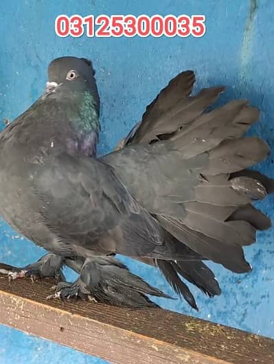 black Singaporean laka beautiful pair / fancy kabooter/pigeon