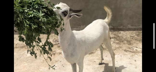 Teddy tapra khassi bakra