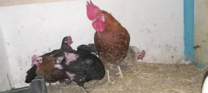 4 Hens 1 rooster -- Andy Deny wali murgiyaa hai