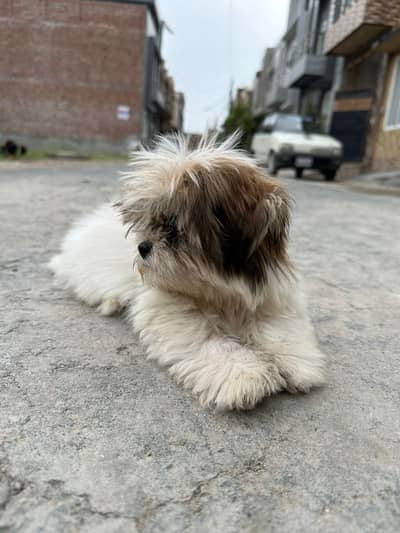 Shitzu puppy playfull and trained