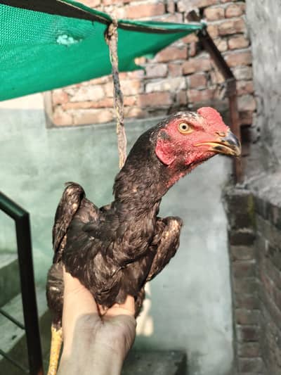 Aseel Shamo Pathay | Murgha | Hen | Madi | Aseel for sale