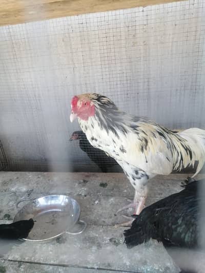 White chena (hera male+ mushki female)