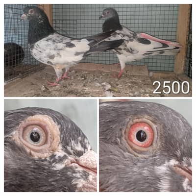 high flyer and fancy pigeon