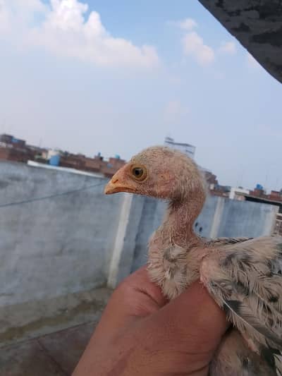 Aseel chiks pila jawa