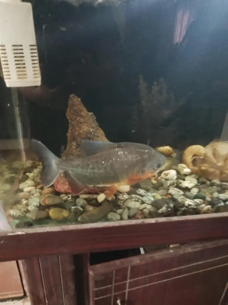 Red belly Pacu fish  10" for sale — photo 2