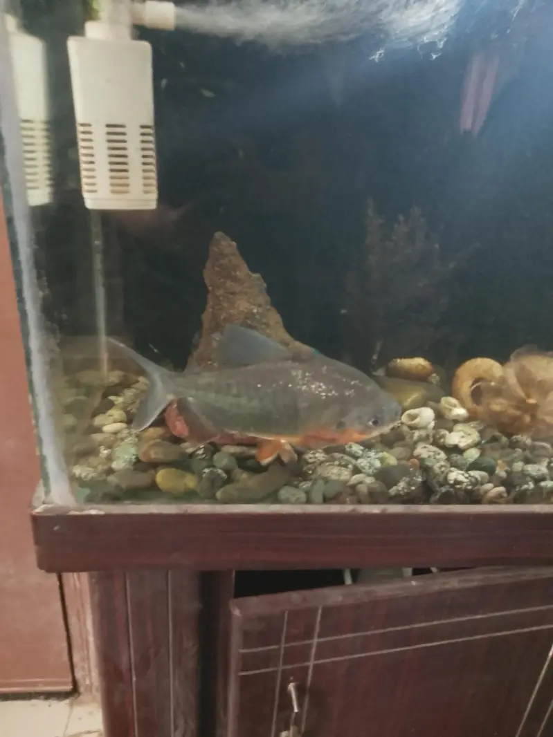 Red belly Pacu fish  10" for sale — photo 3