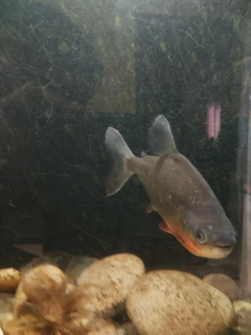 Red belly Pacu fish  10" for sale — photo 4