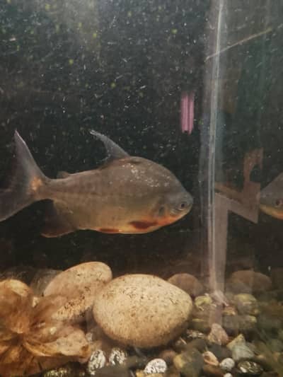 Red belly Pacu fish  10" for sale