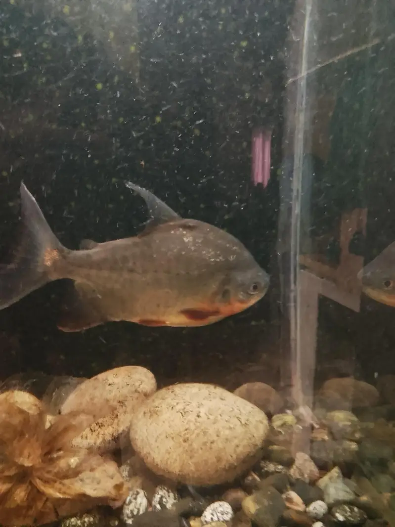 Red belly Pacu fish  10" for sale