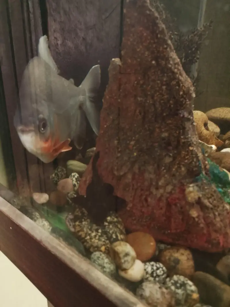 Red belly Pacu fish  10" for sale — photo 5