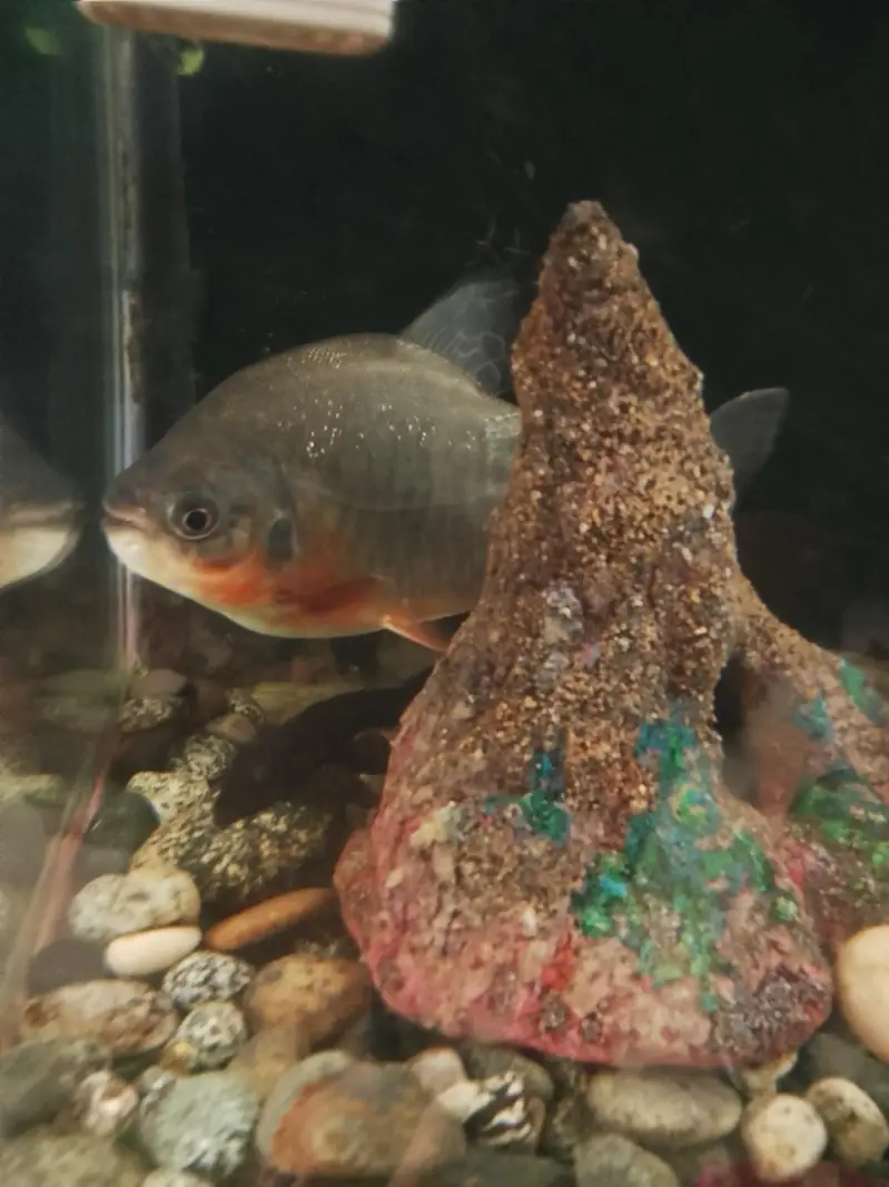 Red belly Pacu fish  10" for sale — photo 6