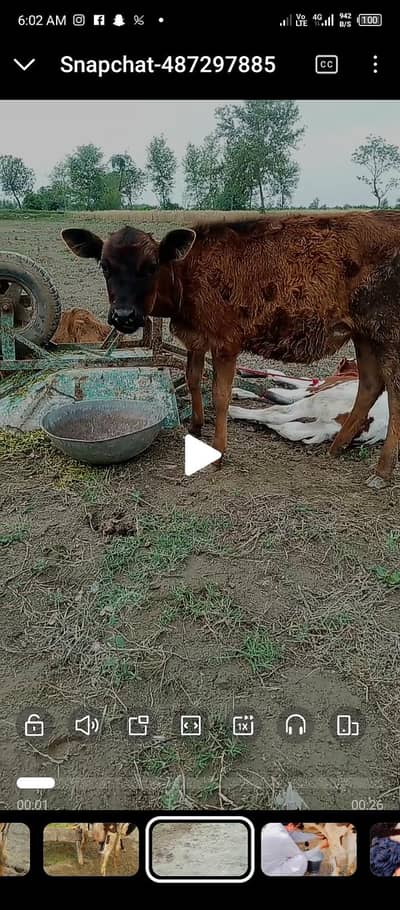 Bull cow bachriya