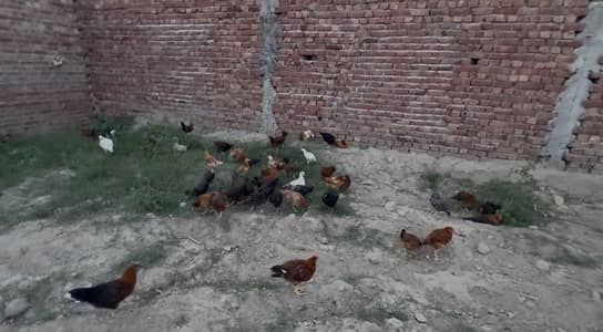 Desi murghay aur murghiya