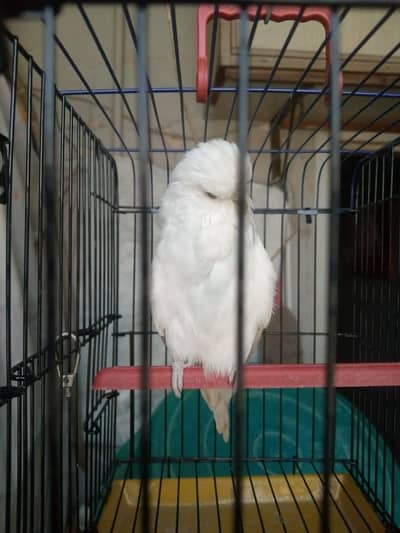 Uk line Exhibition Female