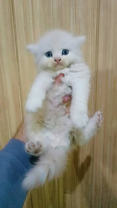Persian kitten . . . Persian cat